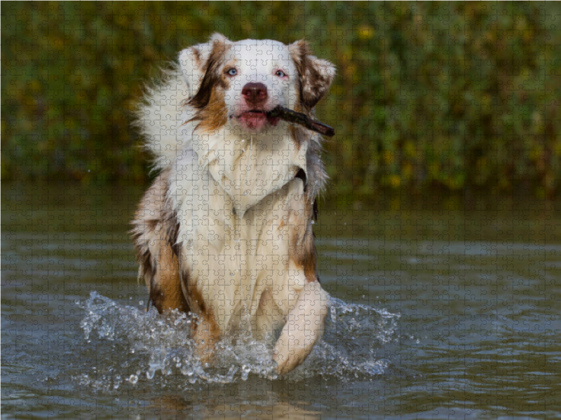 Ein Motiv aus dem Kalender Bekannt wie ein bunter Hund. Australian Shepherd - Familienplaner hoch