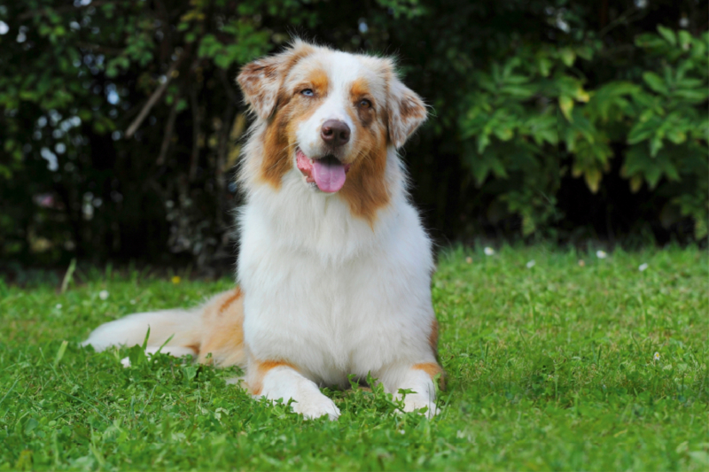 Ein Motiv aus dem Kalender Bekannt wie ein bunter Hund. Australian Shepherd - Familienplaner hoch