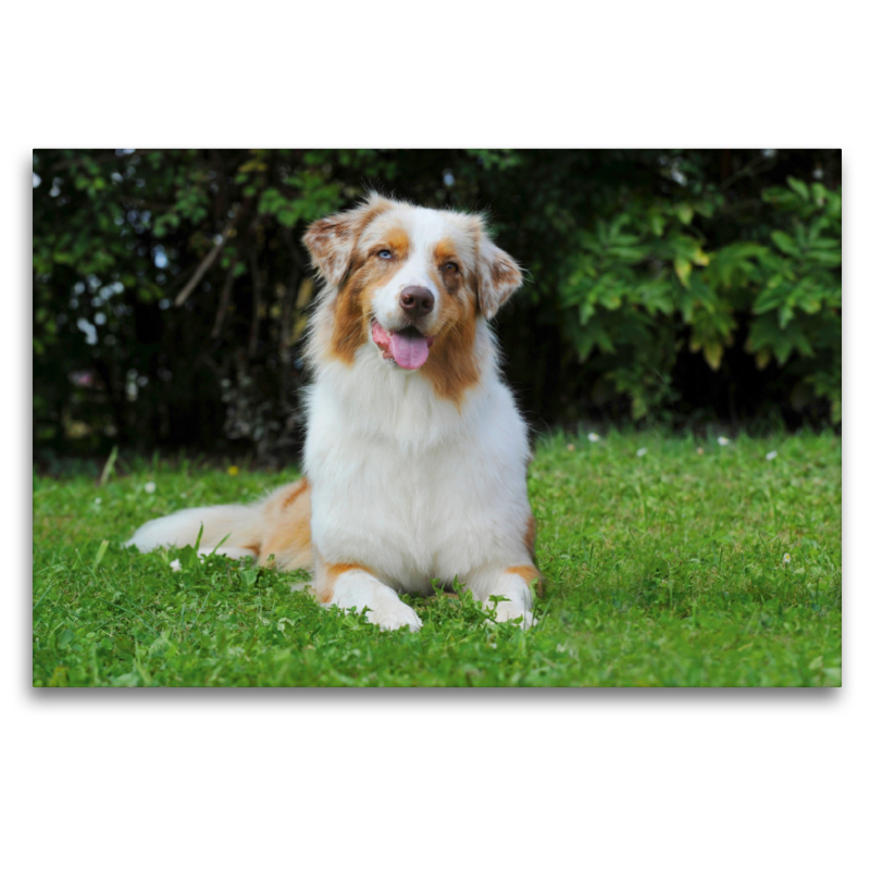 Ein Motiv aus dem Kalender Bekannt wie ein bunter Hund. Australian Shepherd - Familienplaner hoch