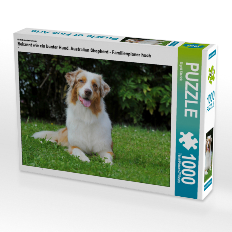 Ein Motiv aus dem Kalender Bekannt wie ein bunter Hund. Australian Shepherd - Familienplaner hoch