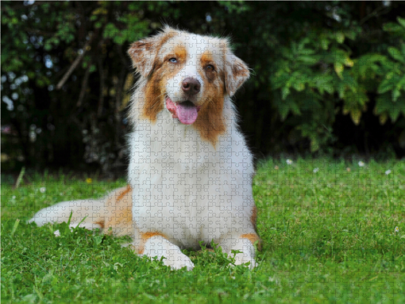 Ein Motiv aus dem Kalender Bekannt wie ein bunter Hund. Australian Shepherd - Familienplaner hoch