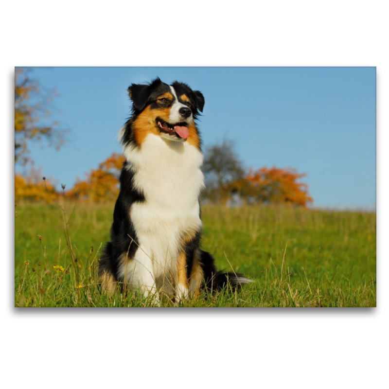 Ein Motiv aus dem Kalender Bekannt wie ein bunter Hund. Australian Shepherd - Familienplaner hoch