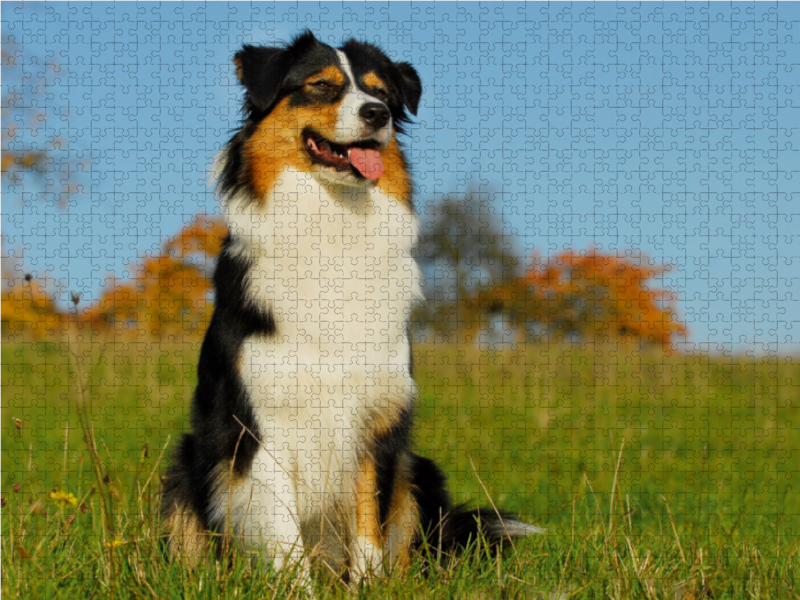 Ein Motiv aus dem Kalender Bekannt wie ein bunter Hund. Australian Shepherd - Familienplaner hoch