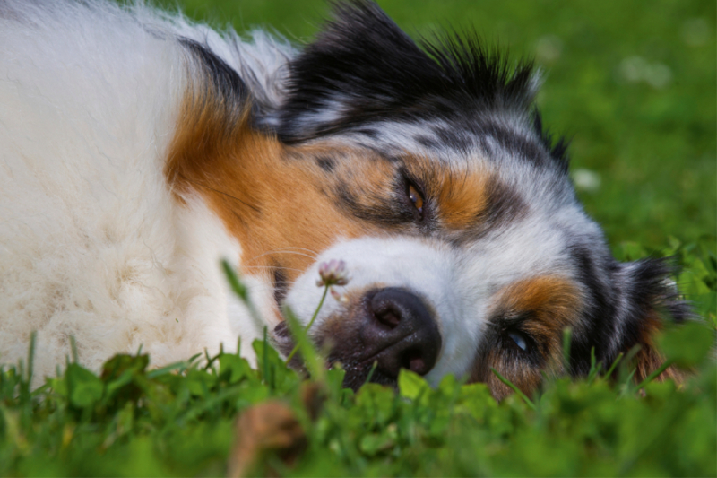 Ein Motiv aus dem Kalender Bekannt wie ein bunter Hund. Australian Shepherd - Familienplaner hoch