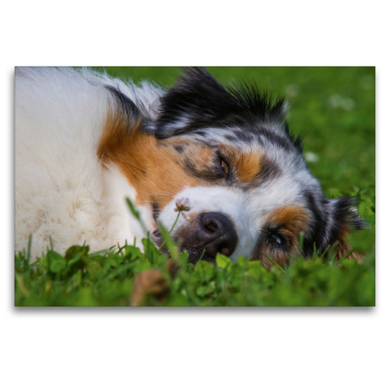 Ein Motiv aus dem Kalender Bekannt wie ein bunter Hund. Australian Shepherd - Familienplaner hoch