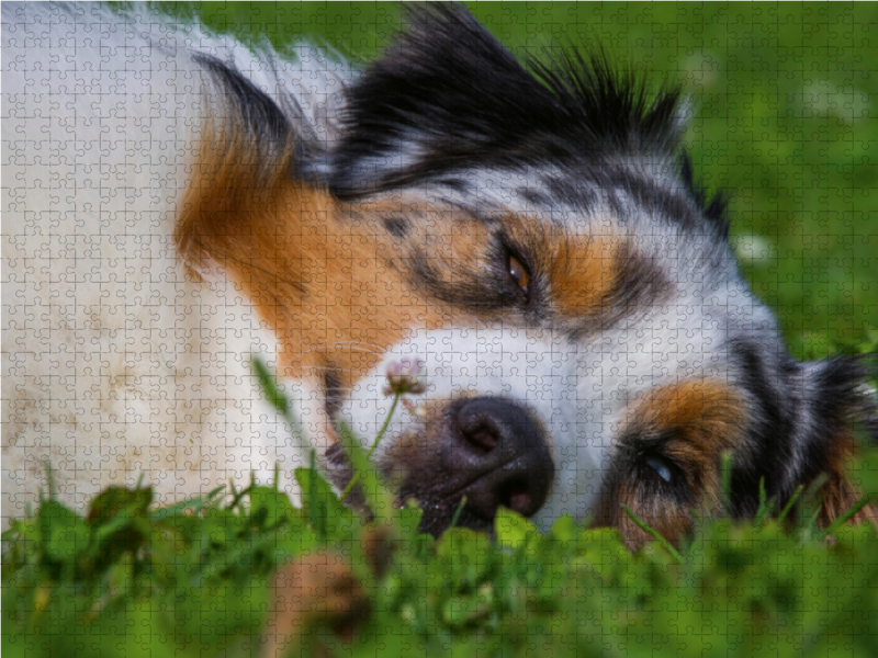 Ein Motiv aus dem Kalender Bekannt wie ein bunter Hund. Australian Shepherd - Familienplaner hoch