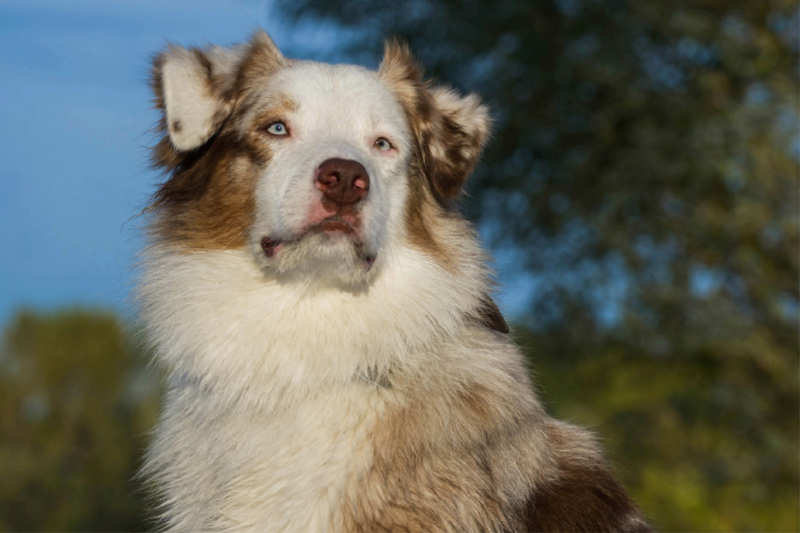 Ein Motiv aus dem Kalender Bekannt wie ein bunter Hund. Australian Shepherd - Familienplaner hoch