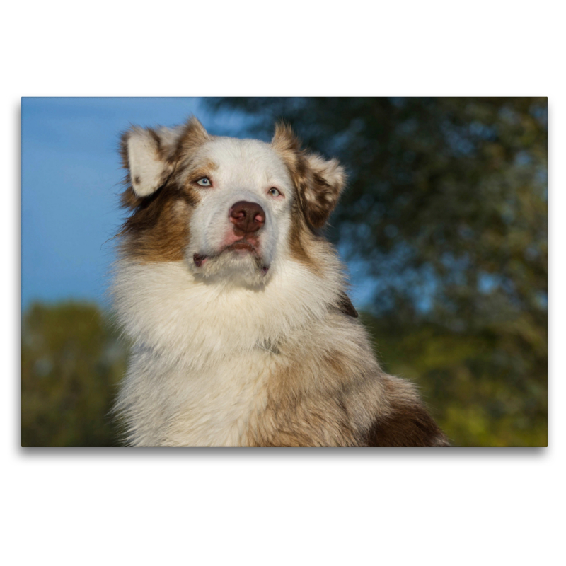 Ein Motiv aus dem Kalender Bekannt wie ein bunter Hund. Australian Shepherd - Familienplaner hoch