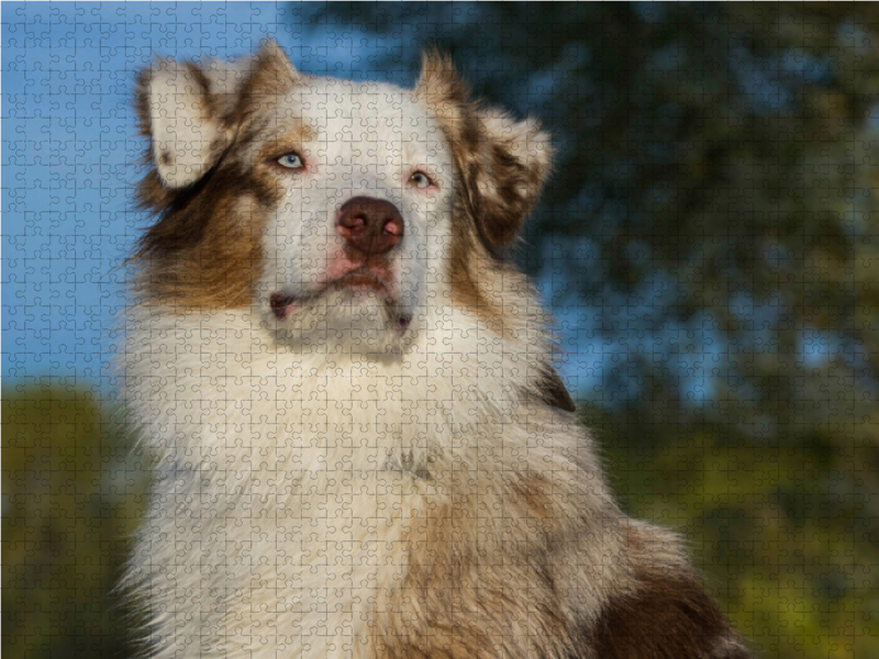 Ein Motiv aus dem Kalender Bekannt wie ein bunter Hund. Australian Shepherd - Familienplaner hoch