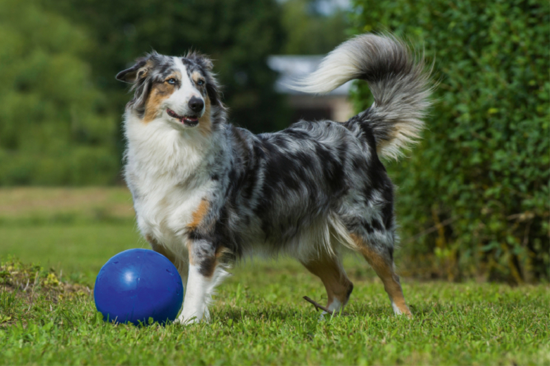 Ein Motiv aus dem Kalender Bekannt wie ein bunter Hund. Australian Shepherd - Familienplaner hoch