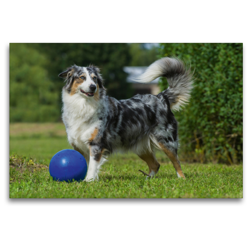 Ein Motiv aus dem Kalender Bekannt wie ein bunter Hund. Australian Shepherd - Familienplaner hoch