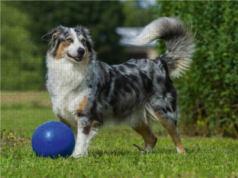 Ein Motiv aus dem Kalender Bekannt wie ein bunter Hund. Australian Shepherd - Familienplaner hoch