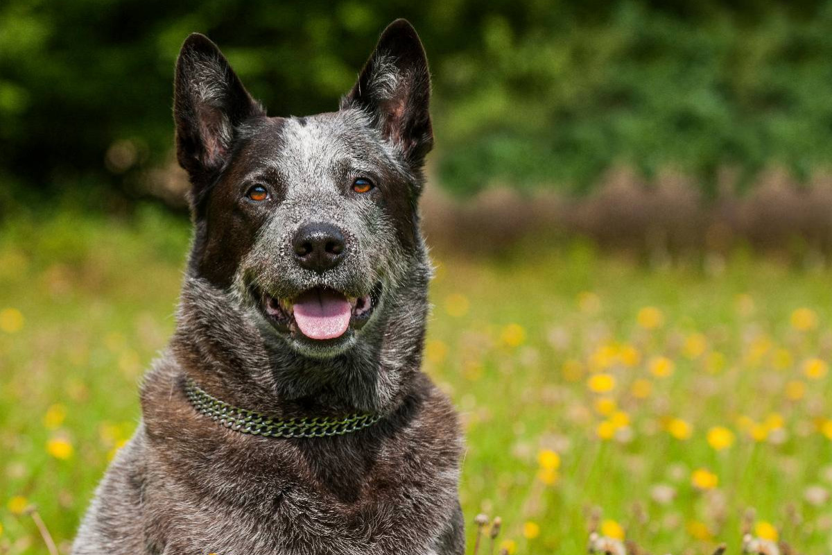 Ein Motiv aus dem Kalender Power auf 4 Pfoten. Australian Cattle Dog