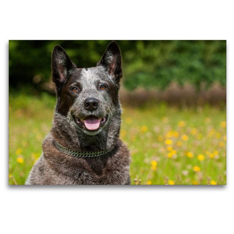 Ein Motiv aus dem Kalender Power auf 4 Pfoten. Australian Cattle Dog