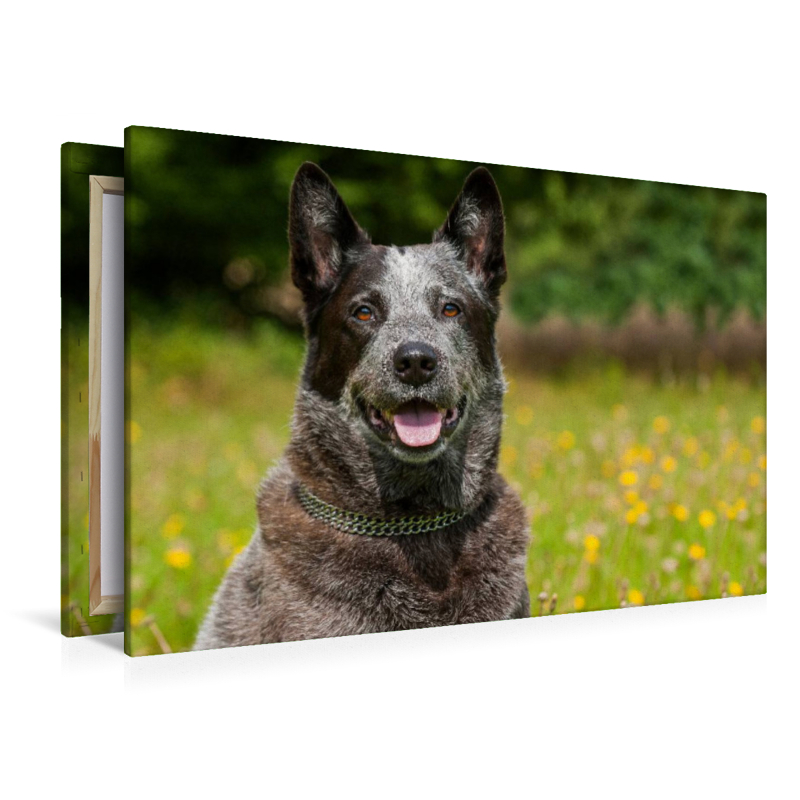 Ein Motiv aus dem Kalender Power auf 4 Pfoten. Australian Cattle Dog