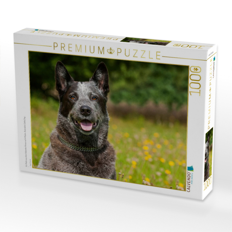 Ein Motiv aus dem Kalender Power auf 4 Pfoten. Australian Cattle Dog