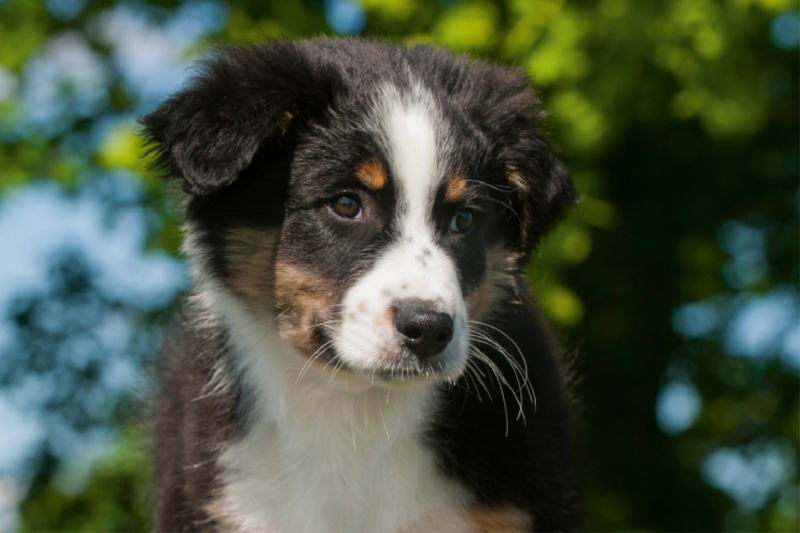 Ein Motiv aus dem Kalender Bekannt wie ein bunter Hund. Australian Shepherd - Familienplaner hoch