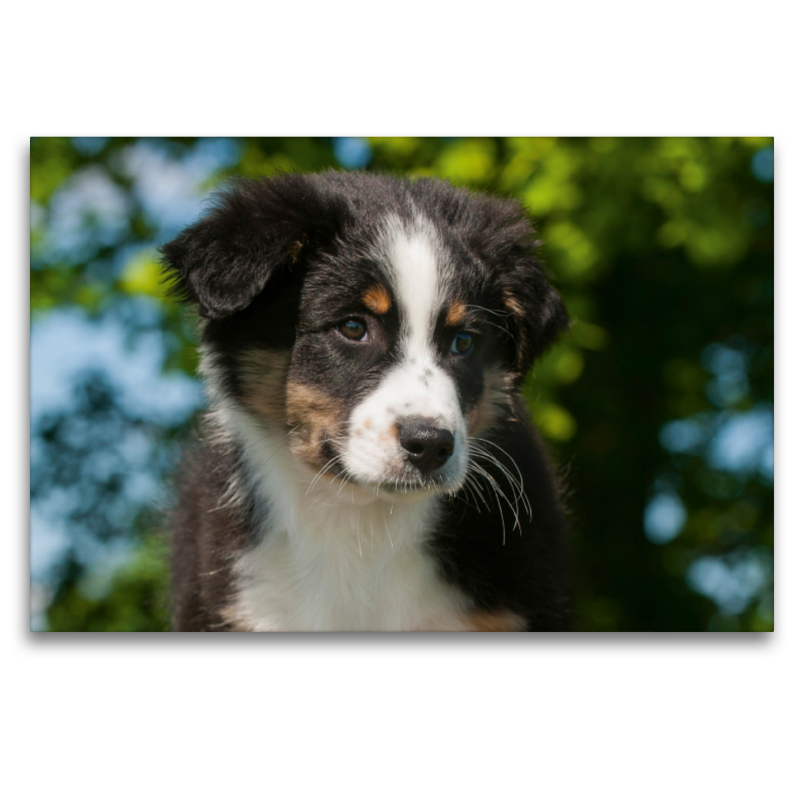 Ein Motiv aus dem Kalender Bekannt wie ein bunter Hund. Australian Shepherd - Familienplaner hoch