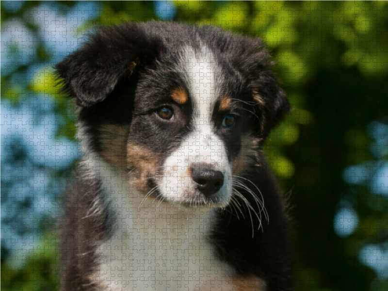 Ein Motiv aus dem Kalender Bekannt wie ein bunter Hund. Australian Shepherd - Familienplaner hoch