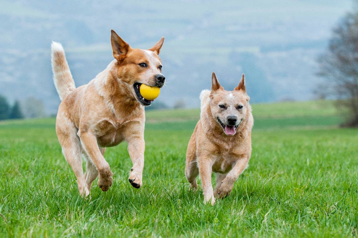 Ein Motiv aus dem Kalender Power auf 4 Pfoten. Australian Cattle Dog