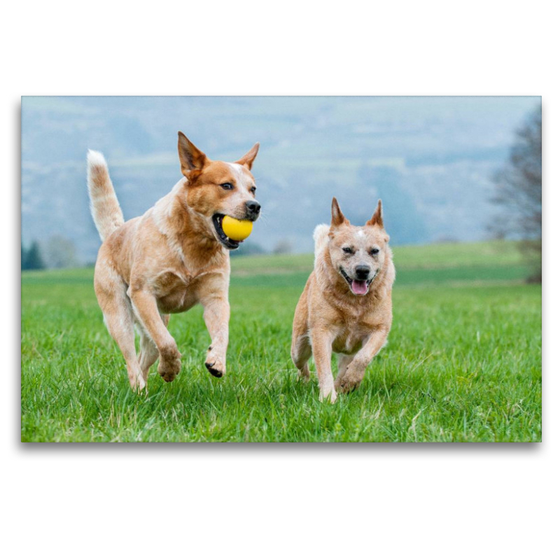 Ein Motiv aus dem Kalender Power auf 4 Pfoten. Australian Cattle Dog