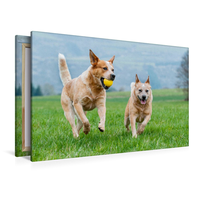 Ein Motiv aus dem Kalender Power auf 4 Pfoten. Australian Cattle Dog