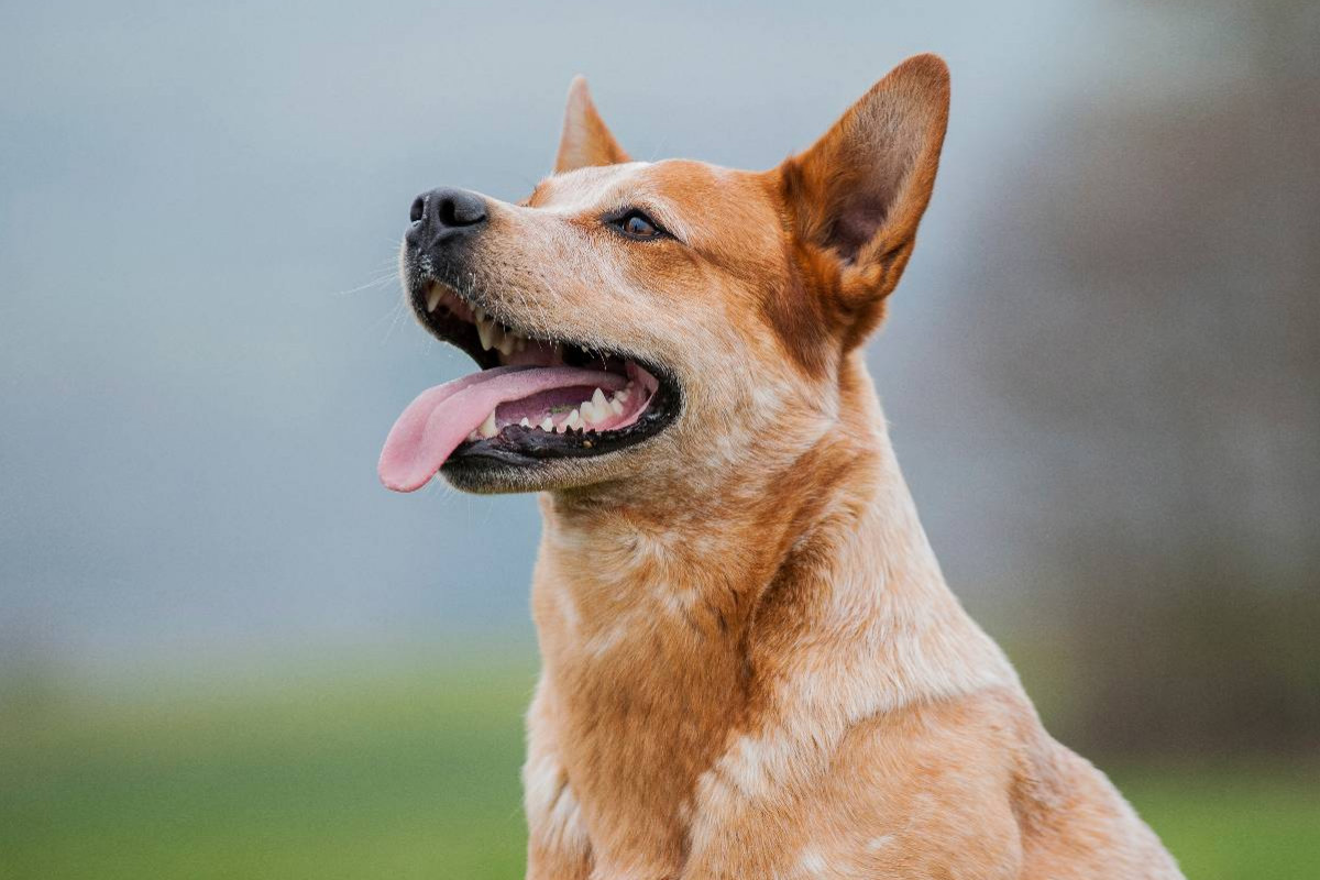 Ein Motiv aus dem Kalender Power auf 4 Pfoten. Australian Cattle Dog