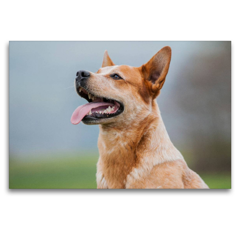 Ein Motiv aus dem Kalender Power auf 4 Pfoten. Australian Cattle Dog