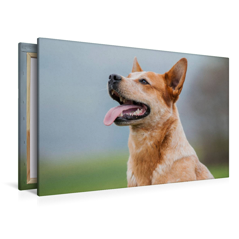 Ein Motiv aus dem Kalender Power auf 4 Pfoten. Australian Cattle Dog