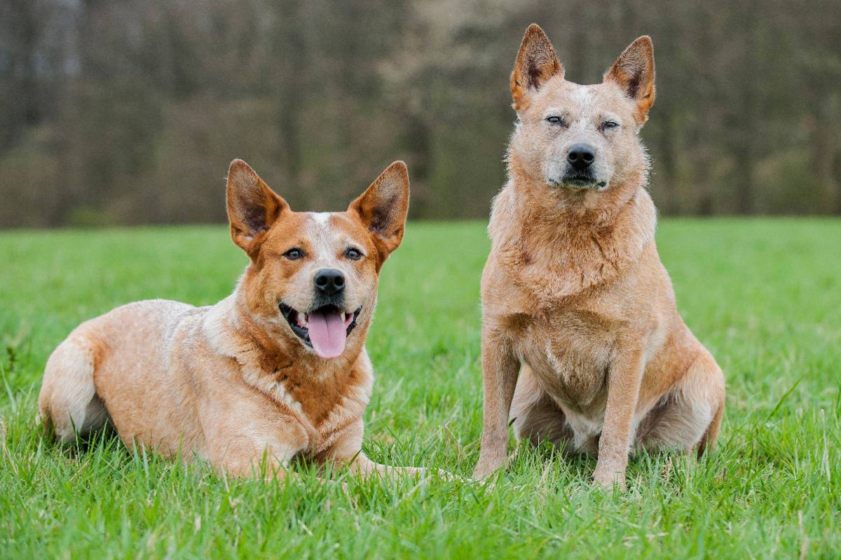 Ein Motiv aus dem Kalender Power auf 4 Pfoten. Australian Cattle Dog