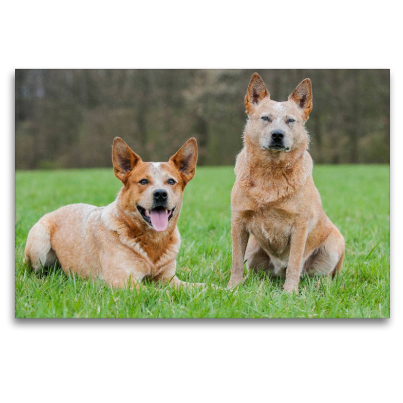 Ein Motiv aus dem Kalender Power auf 4 Pfoten. Australian Cattle Dog