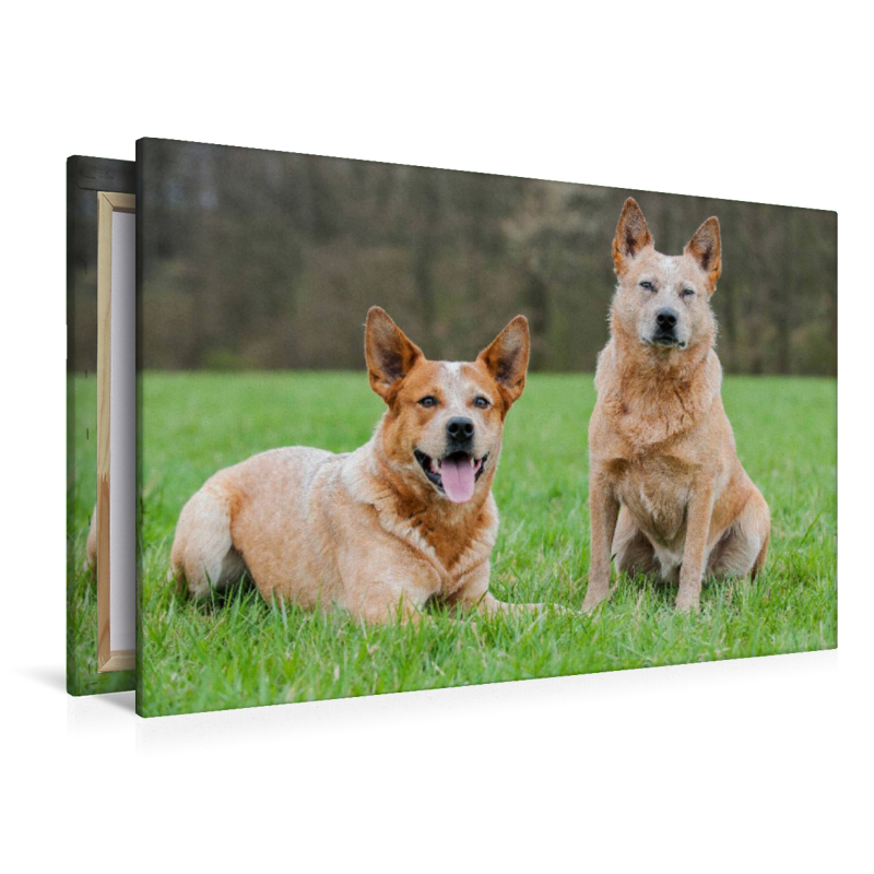 Ein Motiv aus dem Kalender Power auf 4 Pfoten. Australian Cattle Dog