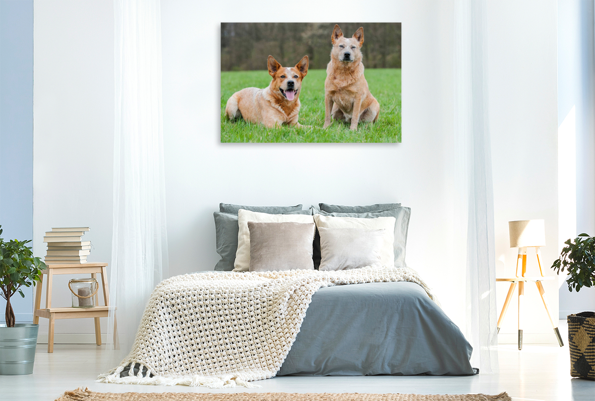 Ein Motiv aus dem Kalender Power auf 4 Pfoten. Australian Cattle Dog