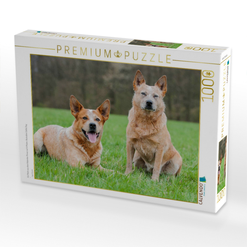 Ein Motiv aus dem Kalender Power auf 4 Pfoten. Australian Cattle Dog