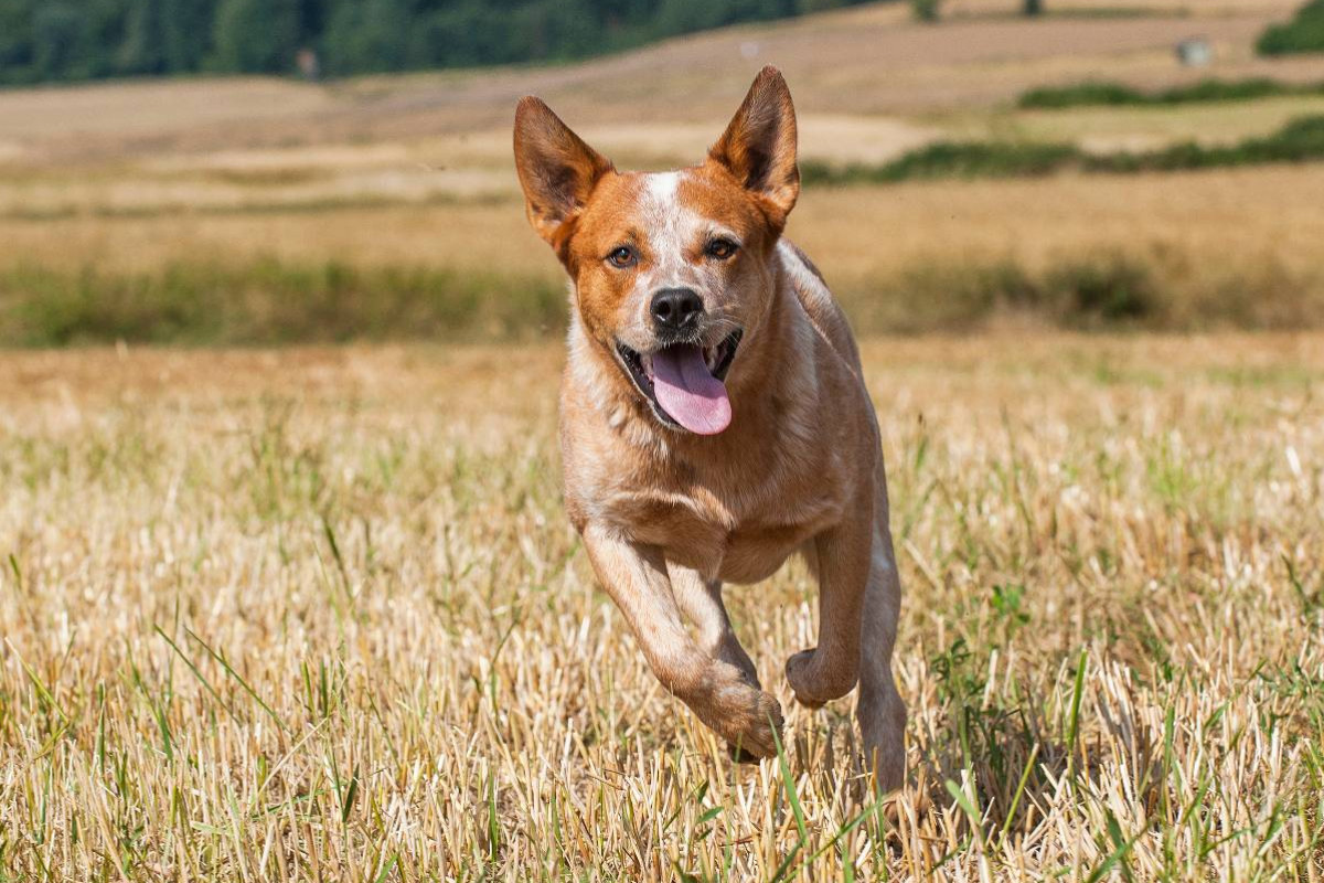 Ein Motiv aus dem Kalender Power auf 4 Pfoten. Australian Cattle Dog