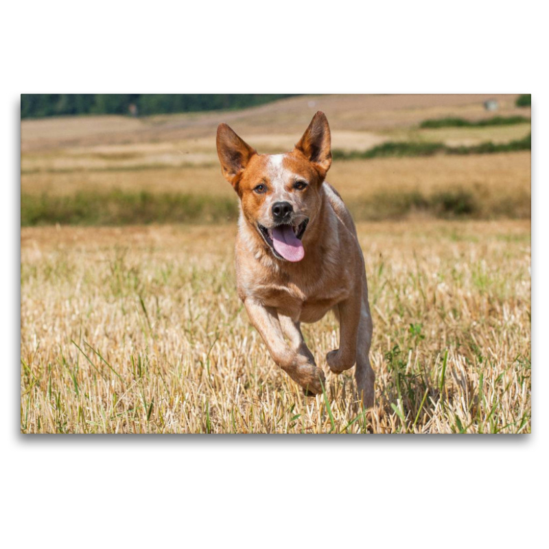 Ein Motiv aus dem Kalender Power auf 4 Pfoten. Australian Cattle Dog