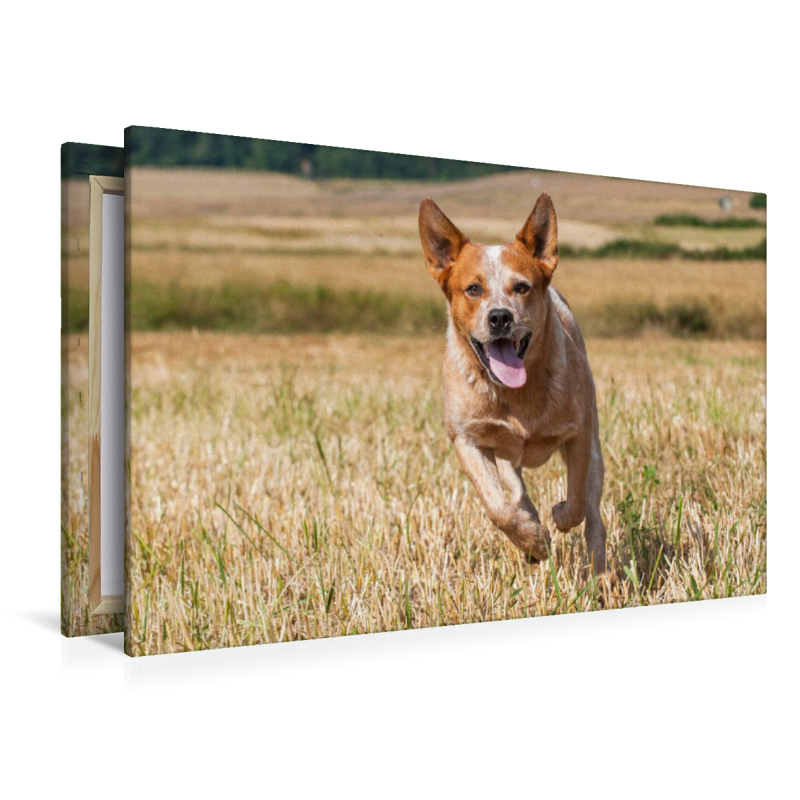 Ein Motiv aus dem Kalender Power auf 4 Pfoten. Australian Cattle Dog