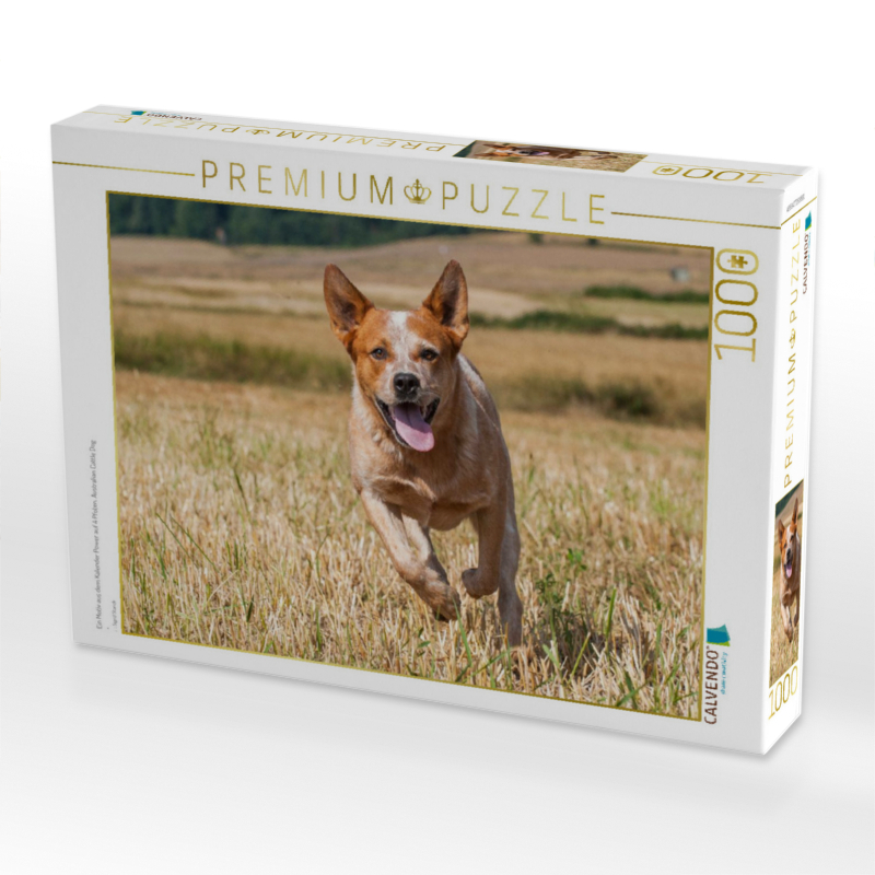 Ein Motiv aus dem Kalender Power auf 4 Pfoten. Australian Cattle Dog