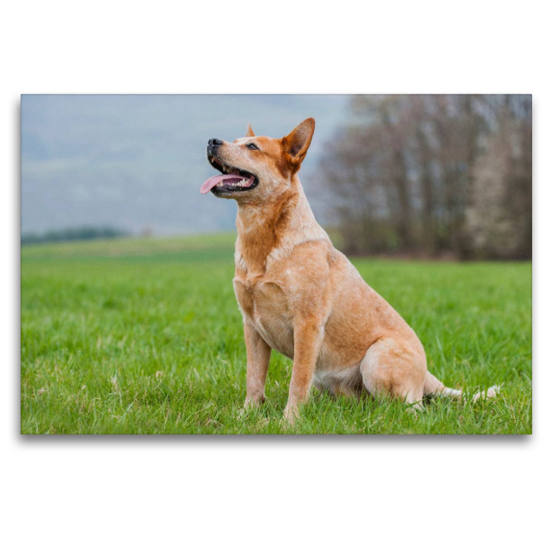 Ein Motiv aus dem Kalender Power auf 4 Pfoten. Australian Cattle Dog