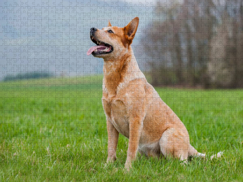 Ein Motiv aus dem Kalender Power auf 4 Pfoten. Australian Cattle Dog