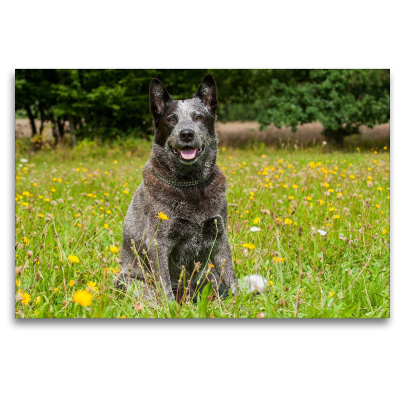 Ein Motiv aus dem Kalender Power auf 4 Pfoten. Australian Cattle Dog