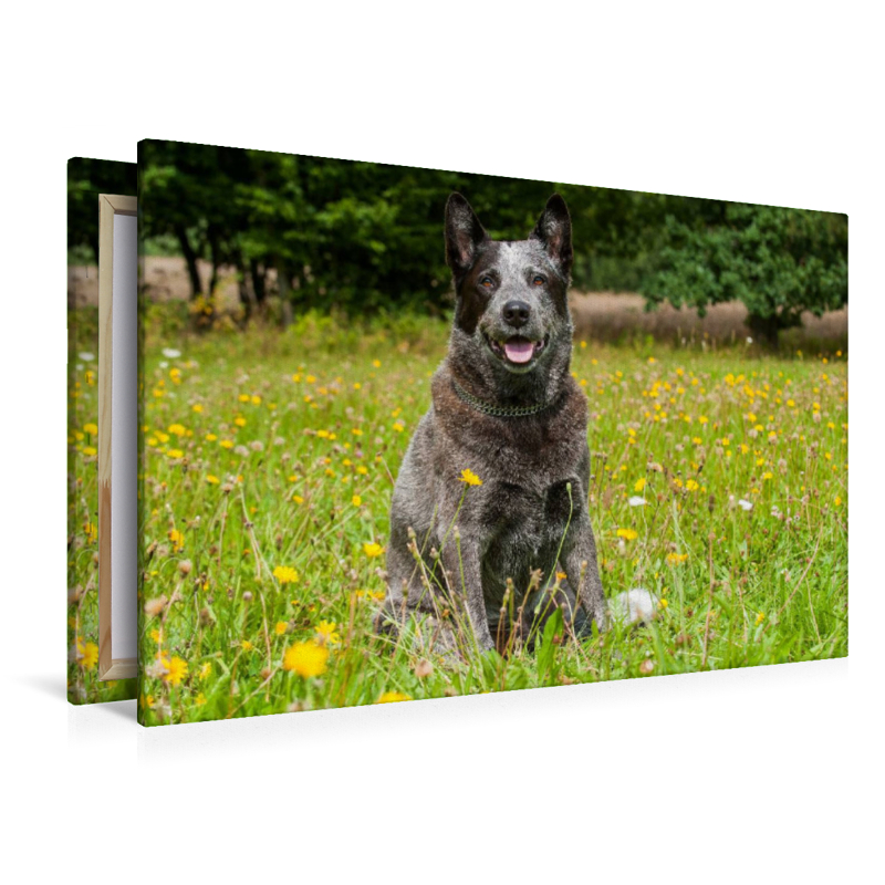 Ein Motiv aus dem Kalender Power auf 4 Pfoten. Australian Cattle Dog