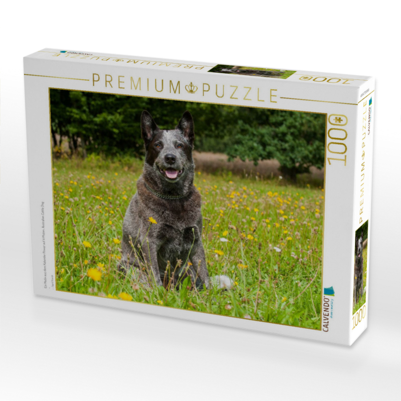 Ein Motiv aus dem Kalender Power auf 4 Pfoten. Australian Cattle Dog