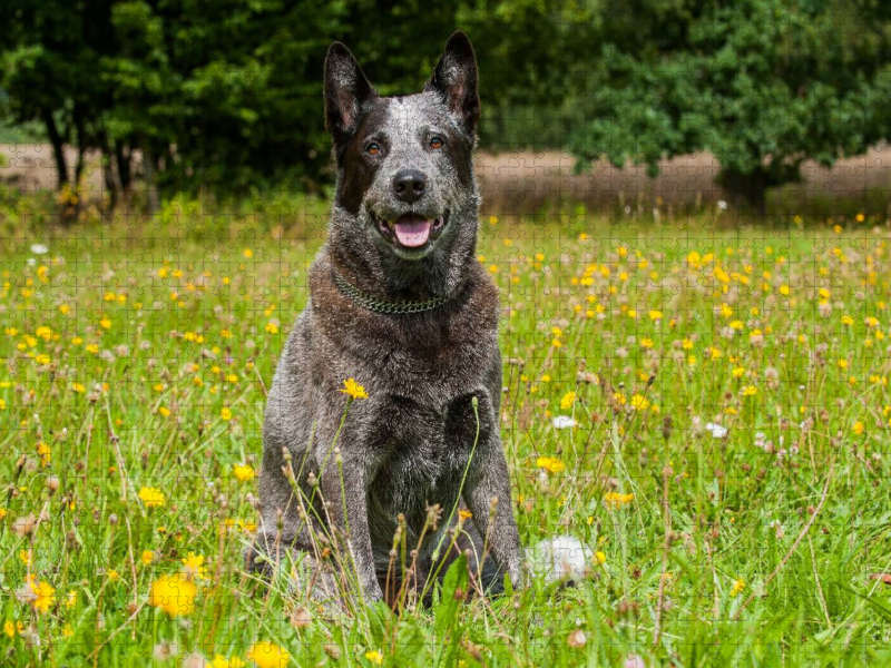 Ein Motiv aus dem Kalender Power auf 4 Pfoten. Australian Cattle Dog