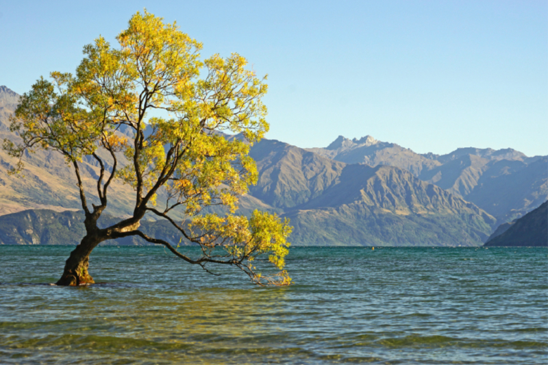 Berühmtester Baum Neuseelands, eine Bruchweide am See Wanaka