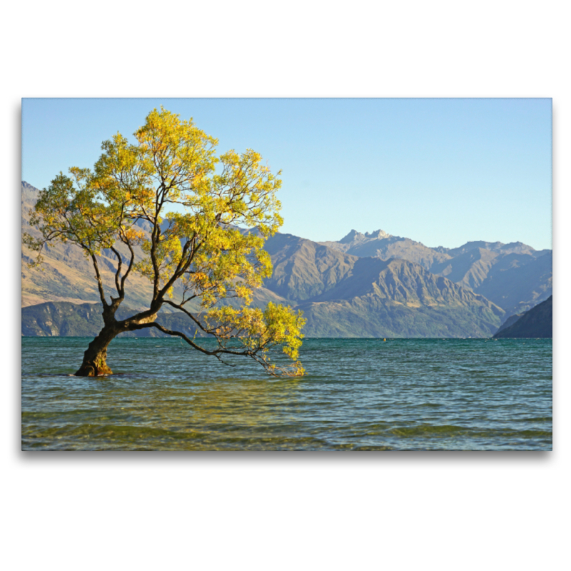 Berühmtester Baum Neuseelands, eine Bruchweide am See Wanaka