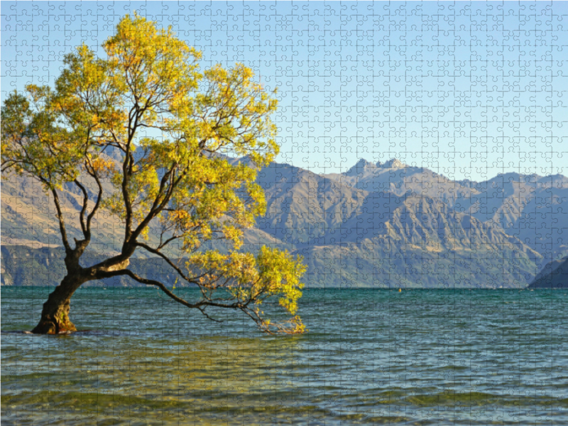 Berühmtester Baum Neuseelands, eine Bruchweide am See Wanaka