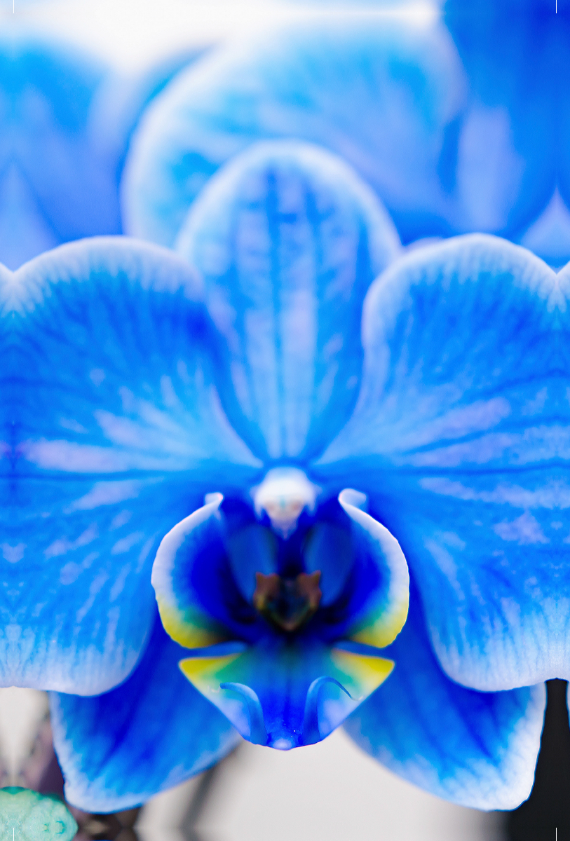 Blau Phalaenopsis