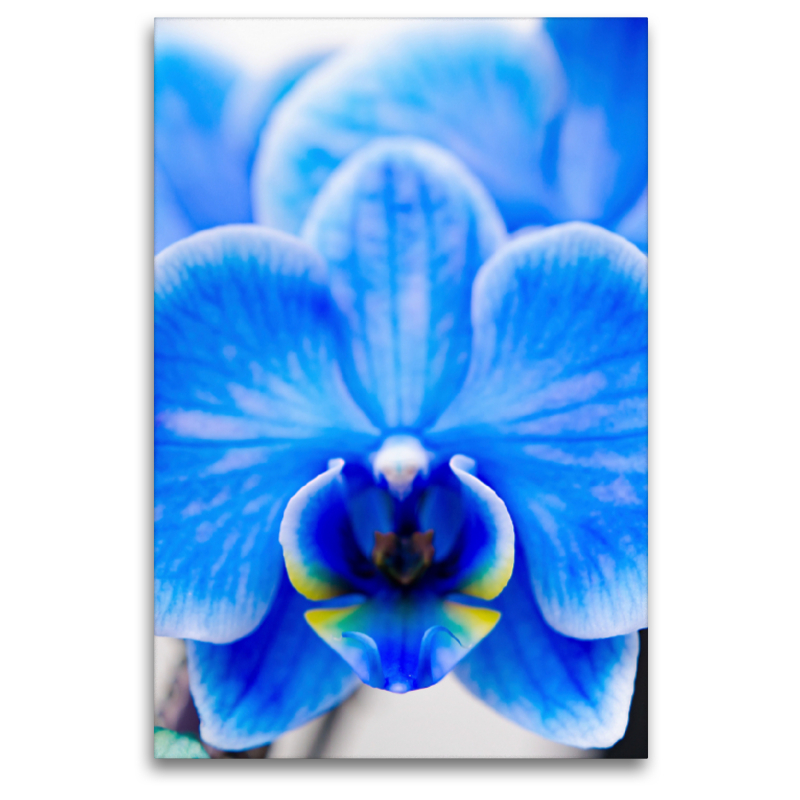 Blau Phalaenopsis