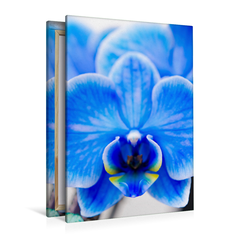 Blau Phalaenopsis